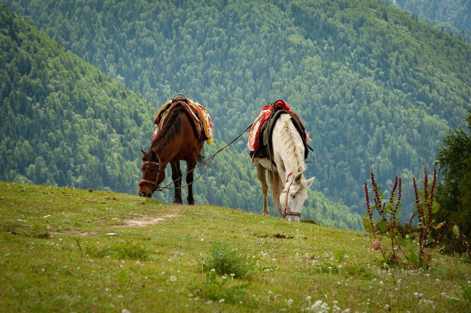Horse Riding Trips in Azerbaijan: Nature, History, and Freedom