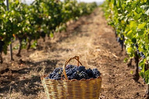 Azerbaijan Wine Tour: Shamakhi Vineyards & Ancient Lahij